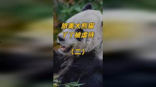 熊猫yy最新爆料视频,最新爆料视频内容大起底